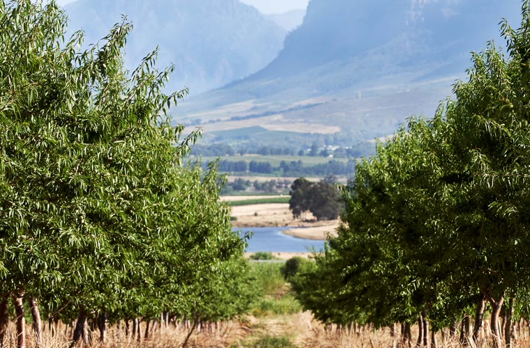 Vrymansfontein farm